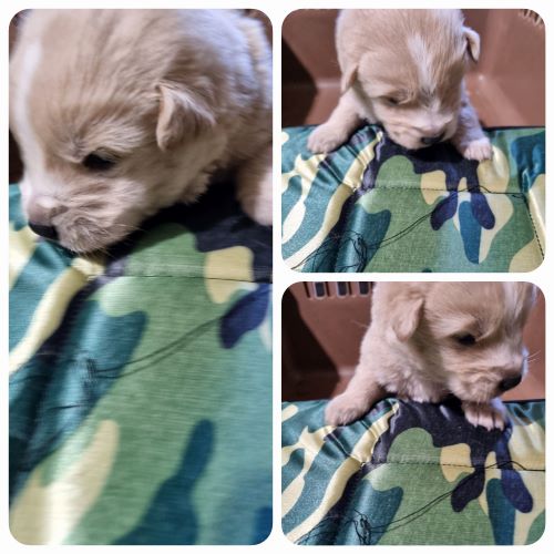 부안군 동물보호센터_445479202400118